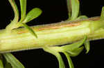 Canada goldenrod